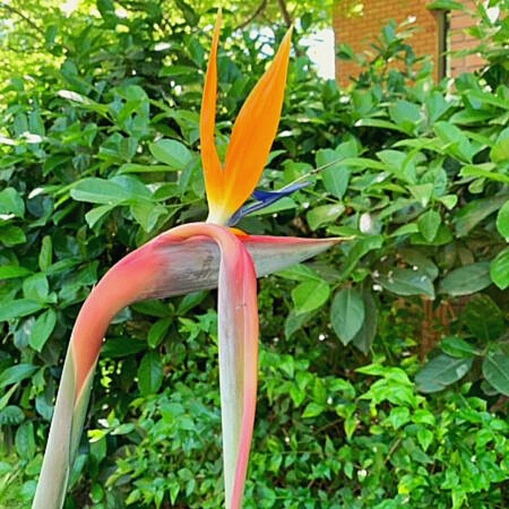 Flor Del Pajaro - Strelitzia reginae - Vivero Cinco Pinos