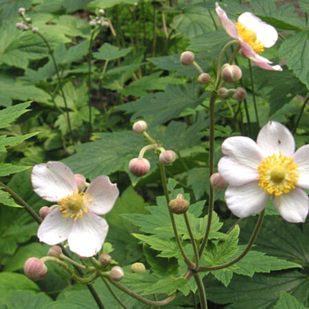 Anemona Blanca - Anemone Japonica - Vivero Cinco Pinos