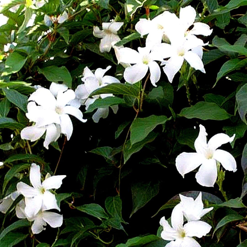 Jazmin De Jujuy - Mandevilla Laxa - Vivero Cinco Pinos