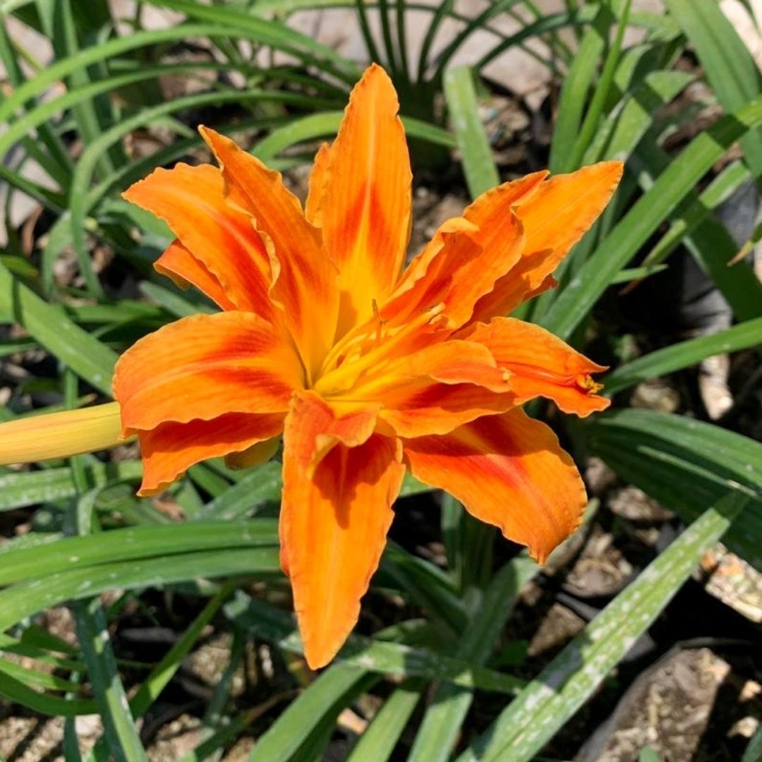 Hemerocallis Naranja Doble - Vivero Cinco Pinos