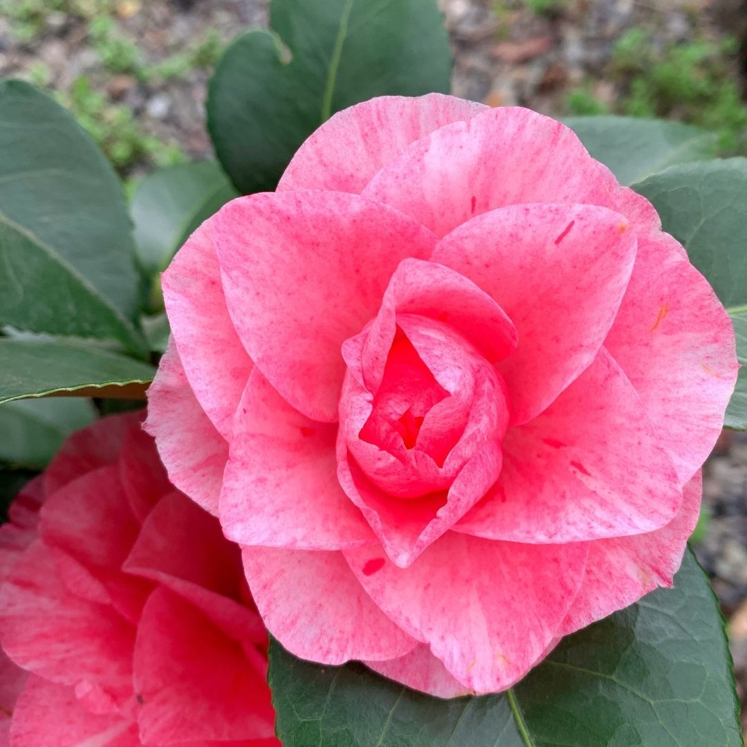 Camelia - Camelia japonica - Vivero Cinco Pinos