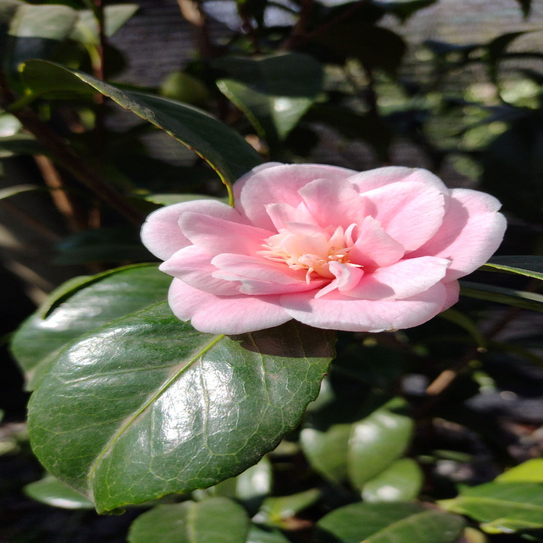 Camelia - Camelia japonica - Vivero Cinco Pinos