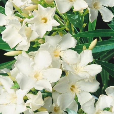 Laurel De Flor Enano - Nerium Oleander Var. Nana Blanco - Vivero Cinco Pinos