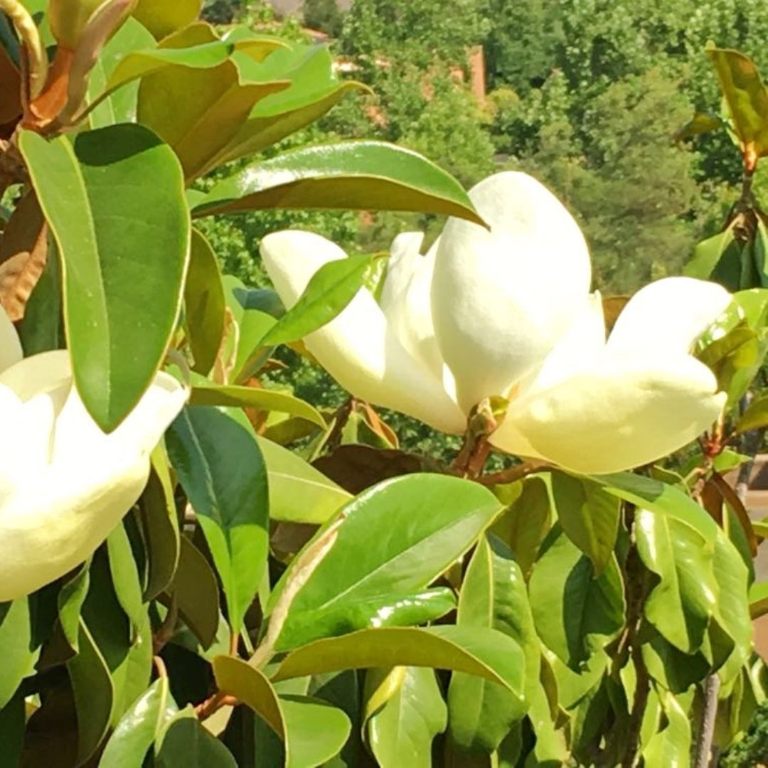 Magnolio grandiflora - Vivero Cinco Pinos