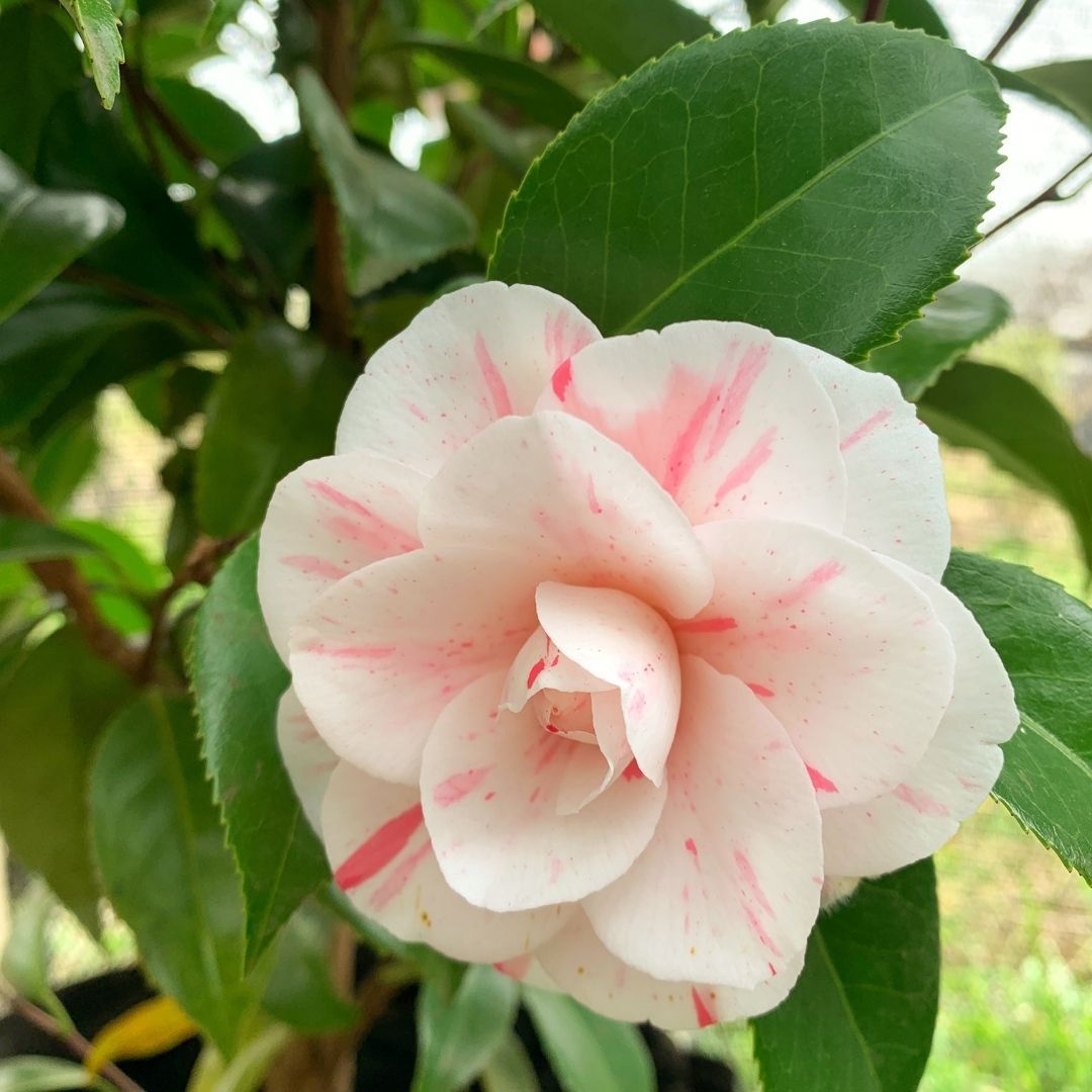 Camelia - Camelia japonica - Vivero Cinco Pinos