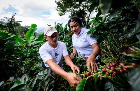 How Can Roasters Market Sustainable Coffee from Mercon Specialty