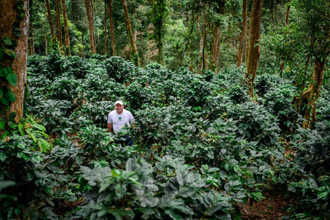 Perfect Daily Grind: How Can Specialty Coffee Producers Work With Traders To Add Value To Their Coffee with Mercon Specialty