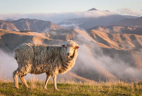 Merino sheep on a high country farm