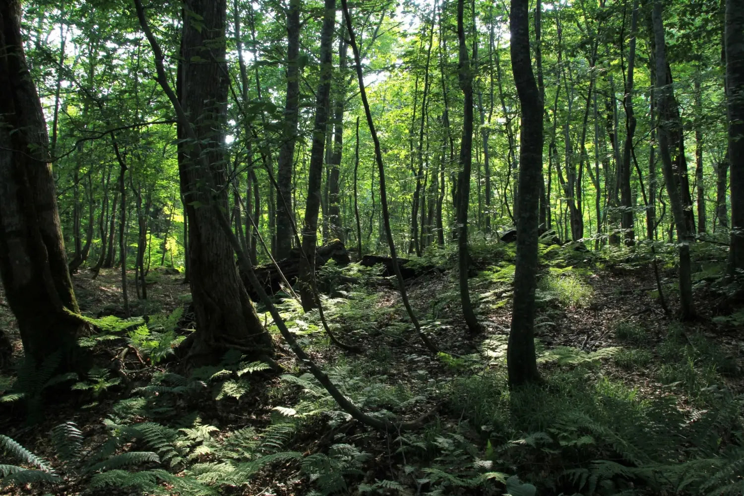 Shirakami Sanchi in Aomori