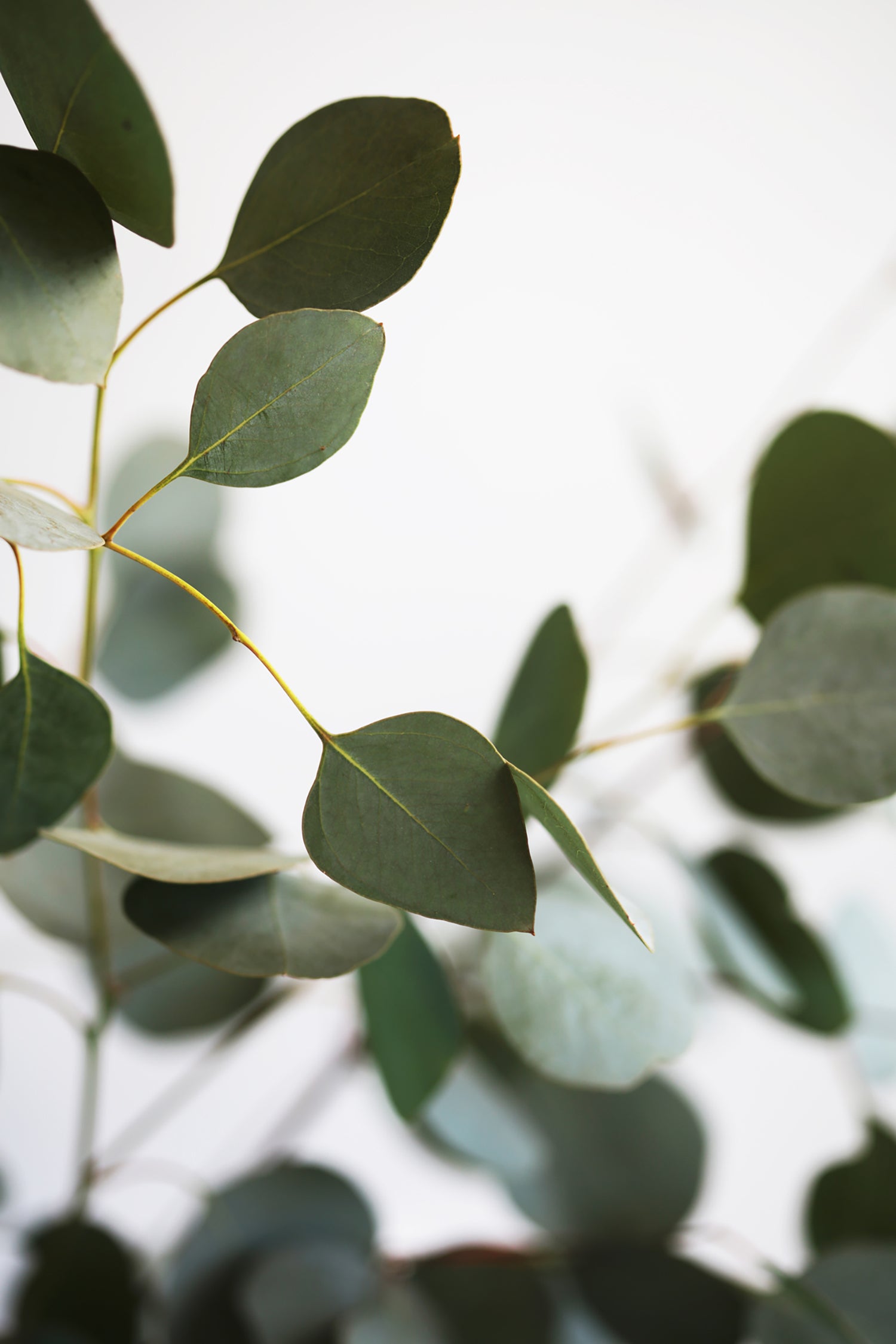 Raw Sugar Men's Bar Soap Eucalyptus + Cedar Leaf