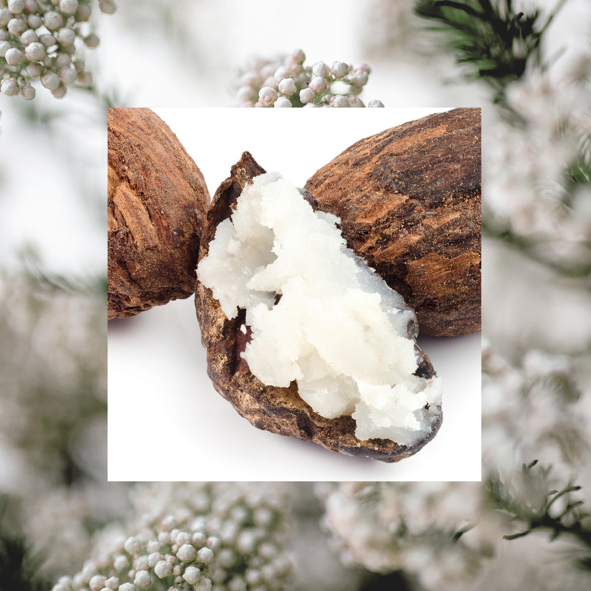 Shea nut and rice flower