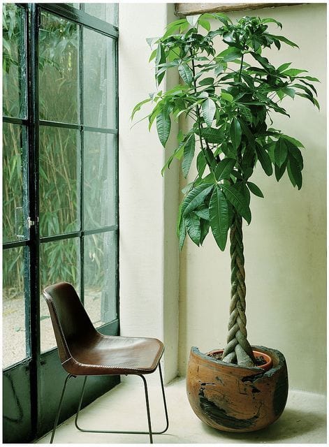 tree next to chair inside