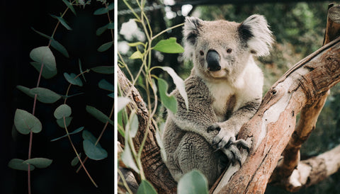 koala on tree and eucalyptus