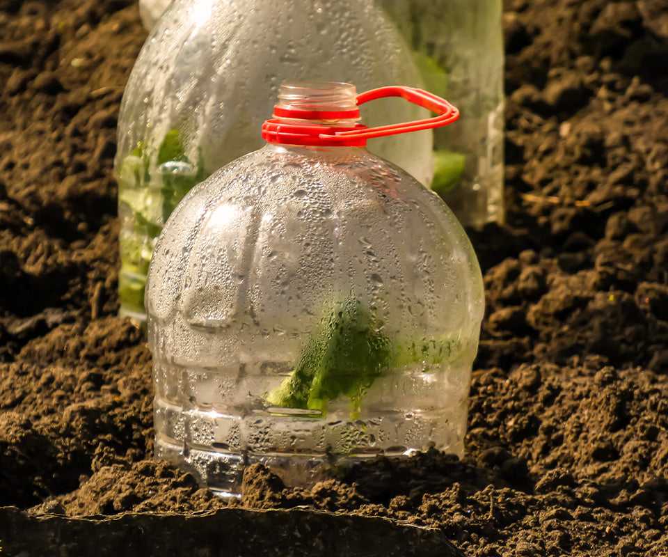 Obcięta butelka nasadzona na sadzonkę rośliny  - zdjęcie.