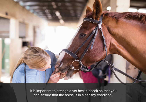 EQU Streamz image for blog. It is important to arrange a vet health check so that you  can ensure that the horse is in a healthy condition.