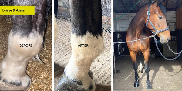 Annie feedback on equ streamz helping to reduce her inflamed fetlocks and showing inflammatory response which amazed 
