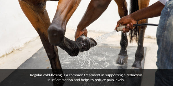 Regular cold-hosing is a common treatment in supporting a reduction  in inflammation and helps to reduce pain levels. 