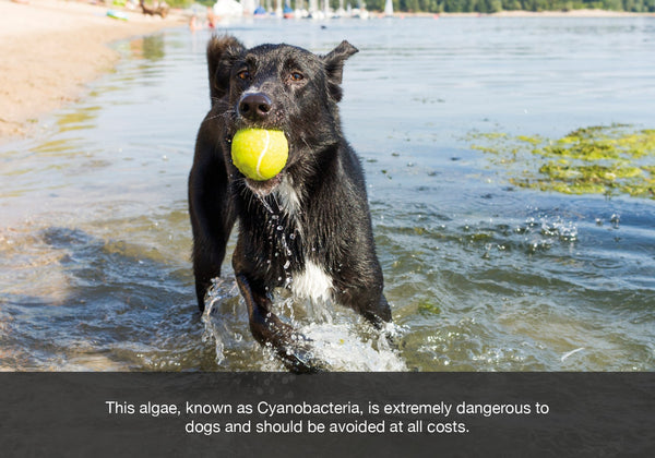 Green blue algae can be fatal to your dog and should be avoided at all costs