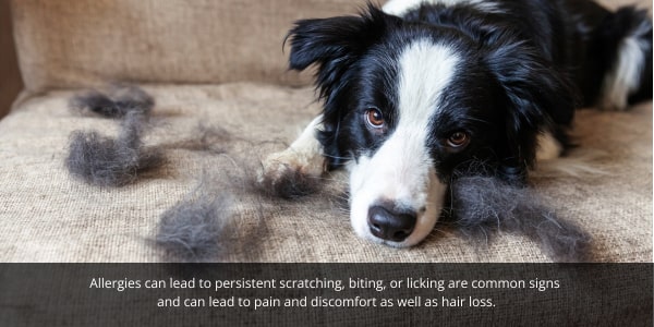 Allergies in border collies can lead to pain and discomfort and hair loss