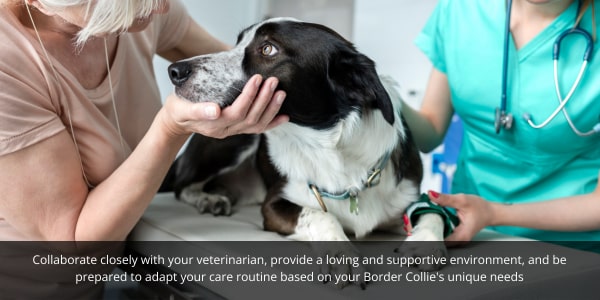 Routine check ups on your border collie are important to prolong their wellbeing