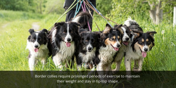 DOG Streamz blog image of border collies walking to stay fit and healthy