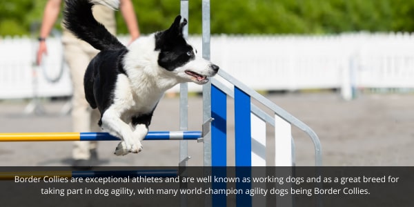 Border Collies love to exercise and stay fit. Image of border collie doing dog agility.