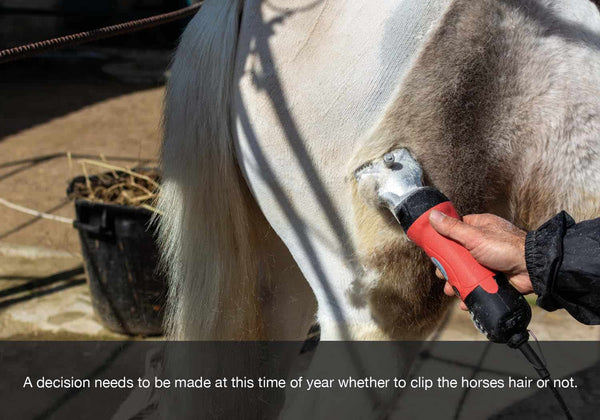 A decision needs to be made at th ebeginning of autumn or fall as to whether to clip your horses hair or not. EQU Streamz blog image. 