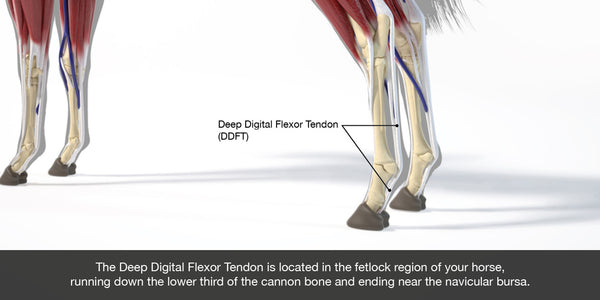 DDFT Injuries in horses showing tendons running down back of horses leg with long DDFT tendon