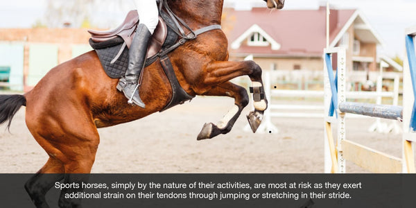 Sports horses, simply by the nature of their activities, are most at risk as they exert  additional strain on their tendons through jumping or stretching in their stride.