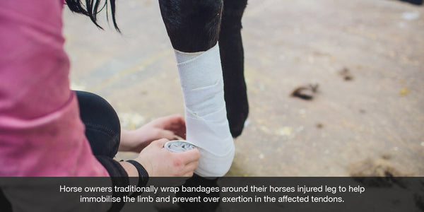 Horse owners traditionally wrap bandages around their horses injured leg to help  immobilise the limb and prevent over exertion in the affected tendons.