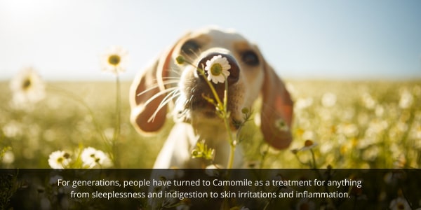 DOG Streamz blog image. Camomile for dogs can help alleviate anxiety