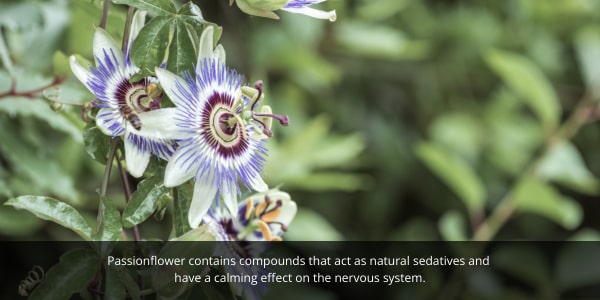 DOG Streamz blog image. Passionflower for dogs can help alleviate anxiety