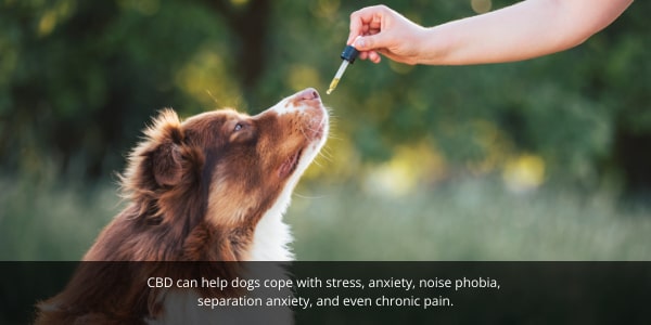 DOG Streamz blog image. CBD oil for dogs can help alleviate anxiety