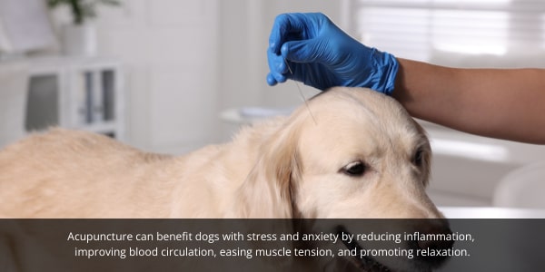 DOG Streamz blog image. Acupuncture for dogs can help alleviate anxiety