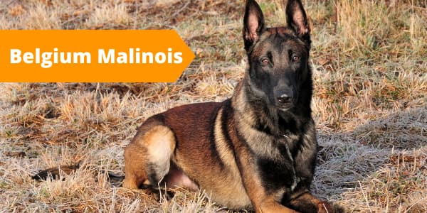 Dog streamz collar belgium malinois breed 10 high maintenance dog breeds which suffer from injuries diseases and conditions blog image of dog