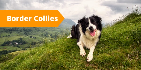 Dog streamz collar Border Collies breed 10 high maintenance dog breeds which suffer from injuries diseases and conditions blog image of dog