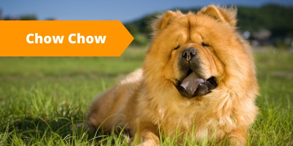 Dog streamz collar chow chow breed 10 high maintenance dog breeds which suffer from injuries diseases and conditions blog image of dog