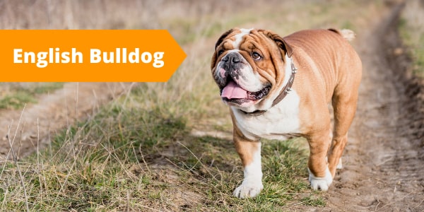 Dog streamz collar English Bulldog breed 10 high maintenance dog breeds which suffer from injuries diseases and conditions blog image of dog