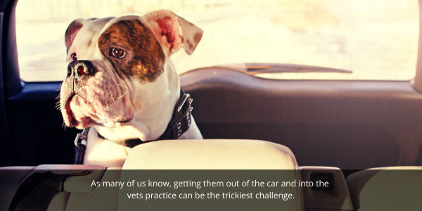 As many of us know, getting them out of the car and into the  vets practice can be the trickiest challenge.