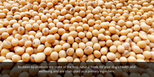 Soya beans are now commonly used in dog foods. DOG Streamz blog image. 