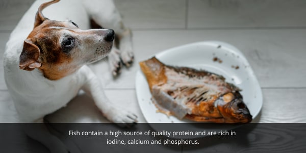 Fish is commonly used in dog foods. DOG Streamz blog image. 