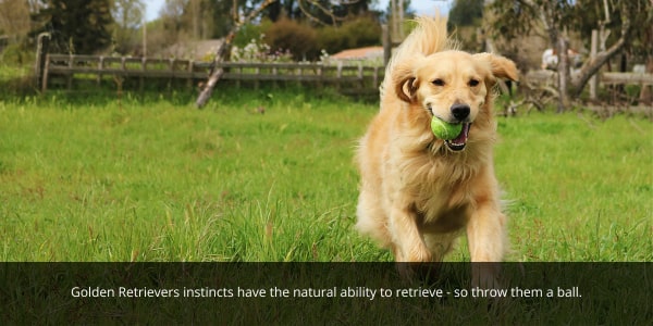 Golden Retrievers like to retrieve so throwing them a ball is a top game