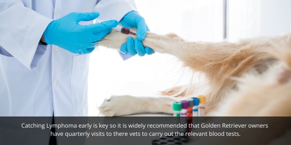 taking golden retrievers to the vets for regular blood tests for lymphoma is important