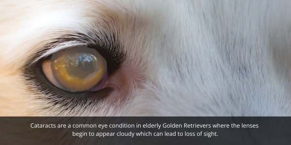 Golden Retrievers can develop eye conditions such as cataracts