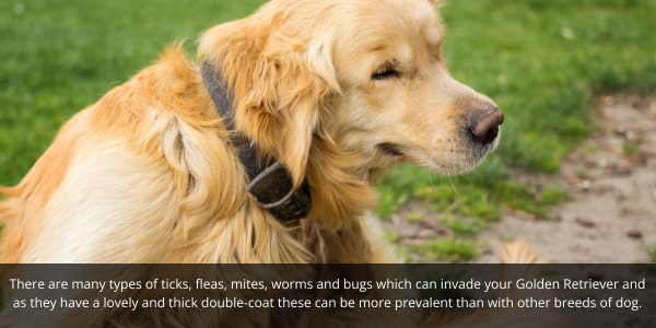 Parasites love Golden Retrievers as they have double coats