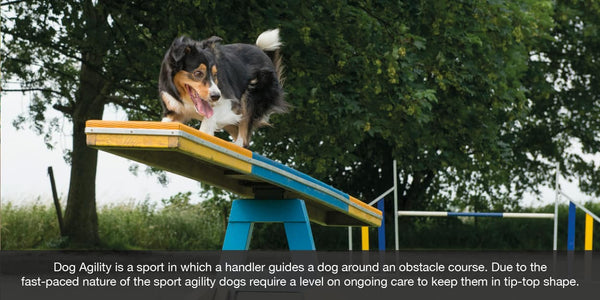 DOG Streazm magnetic collars. Blog Image of dog agility and dog sport related injuries and conditions