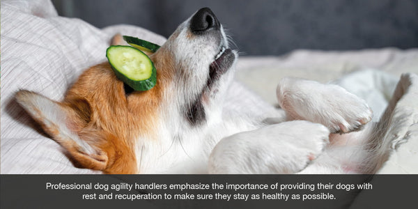 Professional dog agility handlers emphasize the importance of providing their dogs with  rest and recuperation to make sure they stay as healthy as possible.