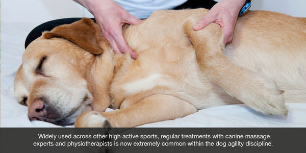 Widely used across other high active sports, regular treatments with canine massage  experts and physiotherapists is now extremely common within the dog agility discipline.