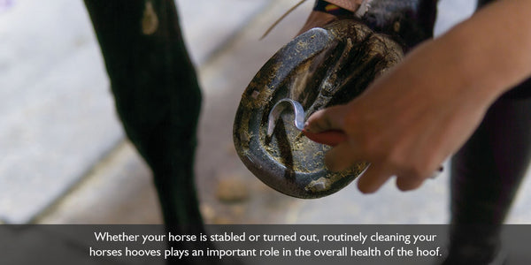 Keeping horses hooves cleaned is also an important step in maintaining the health of your horses hooves