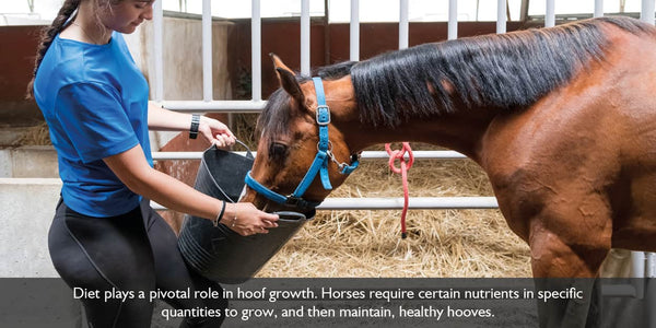 diet plays a key role when looking for a horse with happy and healthy hooves.